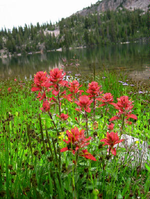 Wild Flowers at Kamas Lake
