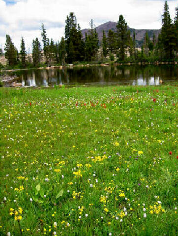 Wild Flowers at Naomi Lake