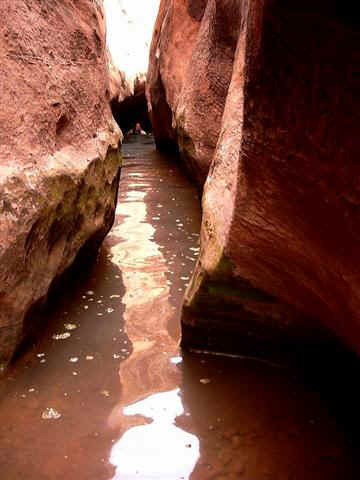 Swimming in Neon Canyon