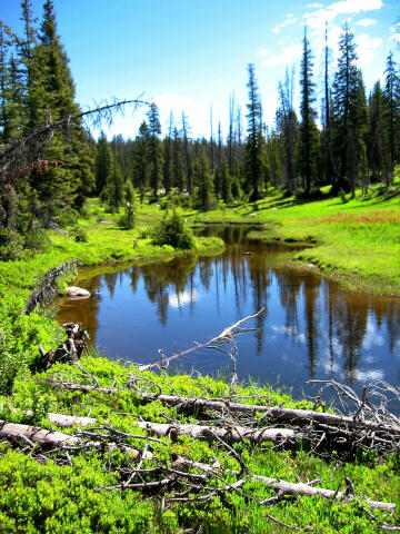 Meadow at junction of Long Lake/Middle Fork of Weber Trail.