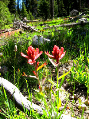 Uinta Wild Flowers