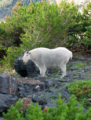 Mountain Goat